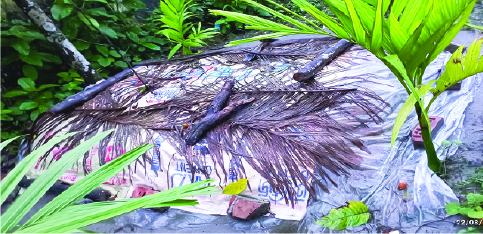 Image of সাদ আল আফনান